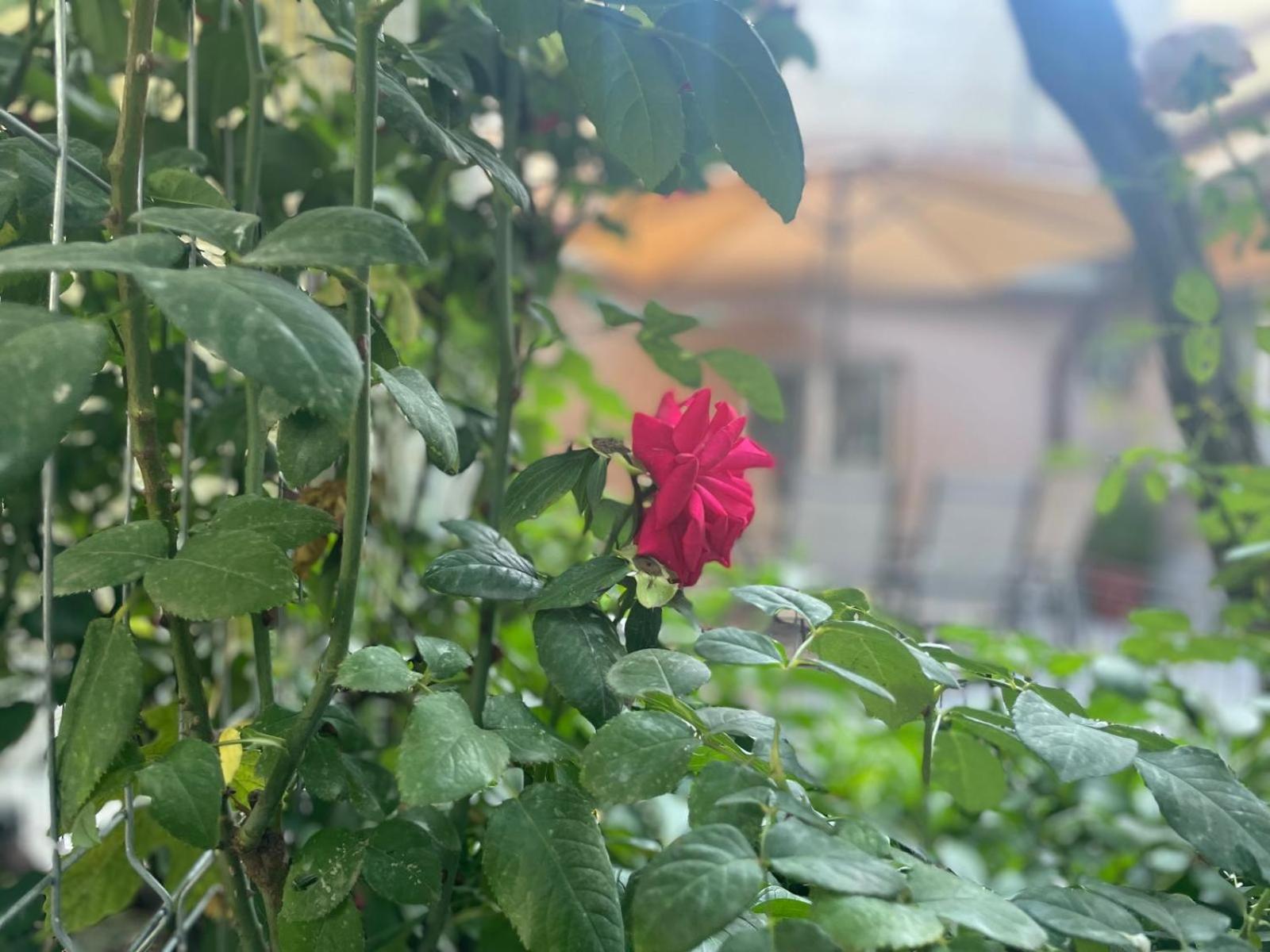 콘스탄차 Aminah House 빌라 외부 사진